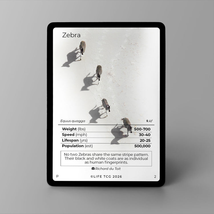 Life TCG
